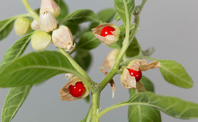 ashwagandha plantes adaptogène anti-stress