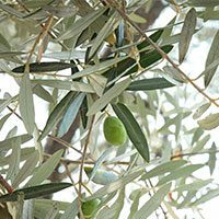 Feuille d'olivier