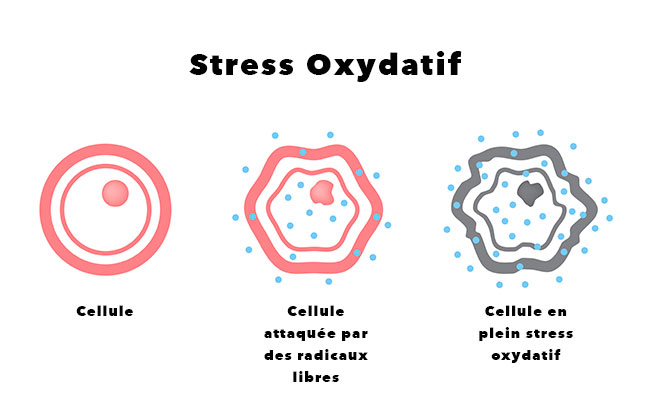 stress oxydait